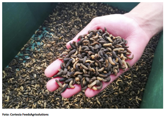 Harina de insectos, alta innovación y solución a la necesidad de