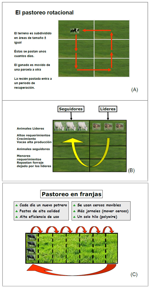 Estrategias De Suplementación En Ganado De Doble Propósito En El ...