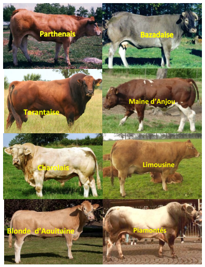 Doble Muscularidad Bovina: Genética y Consecuencias