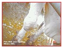 Impacto y Alojamiento de Mycoplasma