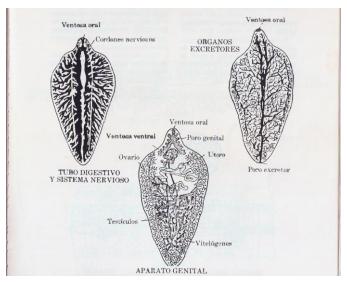 fasciola hepatica adulto