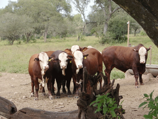 Manejo de toros lesionados: Separación, tratamiento y descanso