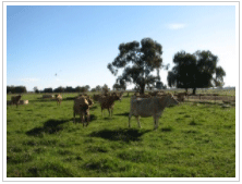 Costo de Producción de Leche por Litro