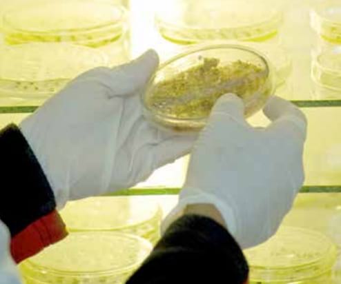 Seroprevalencia de Leptospirosis Bovina en Loja