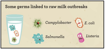 microorganismos en la leche