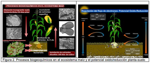 Manejo sustentable de maiz - Engormix