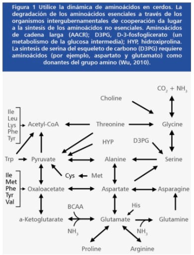 Diagrama de rutas metabólicas de aminoácidos y precursores energéticos.