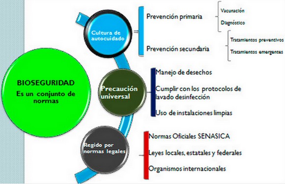 Bioseguridad Porcina: Enfoque Estratégico para la Rentabilidad