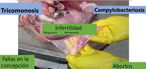 Enfermedades venéreas bovinas: impacto reproductivo y diagnóstico
