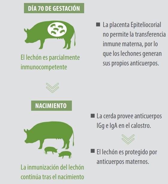 Importancia del calostro para la supervivencia del lechón