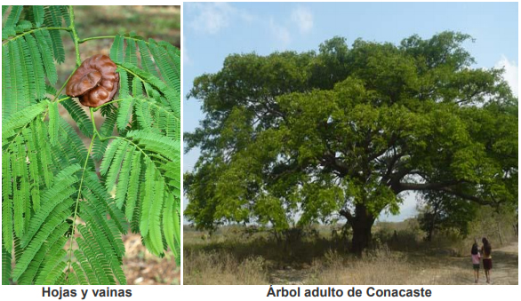 El Conacaste (Enterolobium cyclocarpum), un árbol de usos múltiples en  regiones tropicales de Guatemala - Engormix