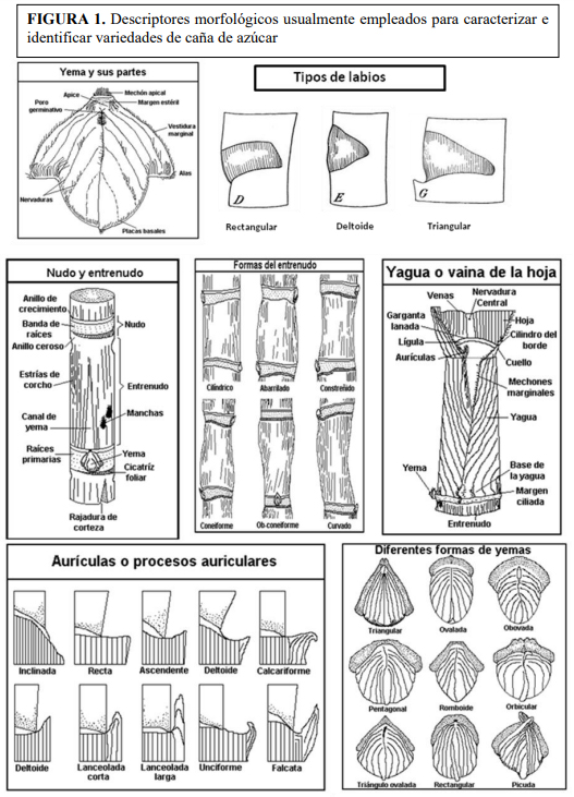 Técnica para la identificación de variedades y especies de caña de ...