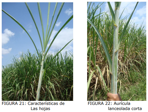 Tipos De Plantas De Caña De Azúcar