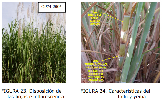 Tipos De Plantas De Caña De Azúcar