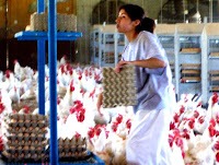 Factor Humano en Productividad de Reproductoras Pesadas