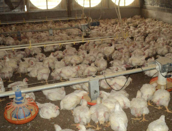 Pollos en galpón sobre cama con comederos y ventiladores.