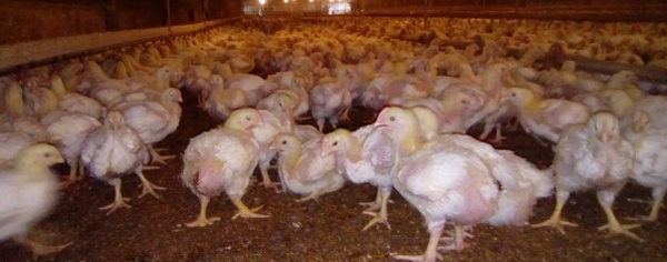 Identificación de Estrés por Comportamiento en Pollos