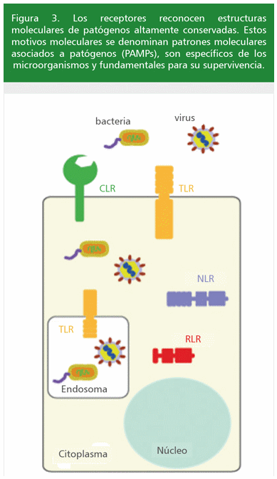 ° Identifican proteínas o células del huésped que se han vuelto viejas y necesitan ser eliminadas del cuerpo.