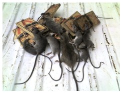 Alternativas para el Censo, Monitoreo y Evaluación de Poblaciones de