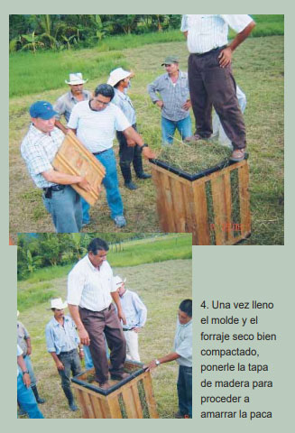 Guía de suplementación alimenticia estratégica para bovinos en época
