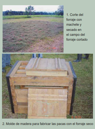 Guía de suplementación alimenticia estratégica para bovinos en época