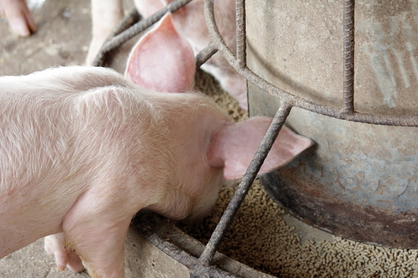 Criterios clave para alimentación de lechones en Sitio 2