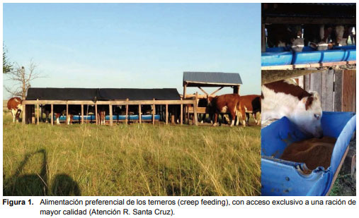 Nutrición y edad de entore en vaquillonas