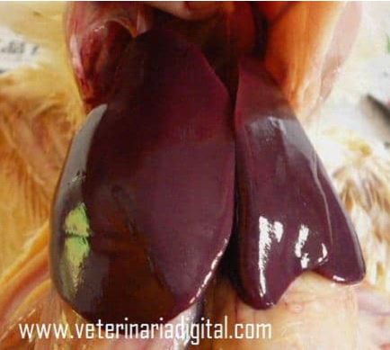 Protección Hepática Aviar contra Micotoxinas