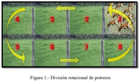 Dimensiones de Establo Lechero Semiestabulado