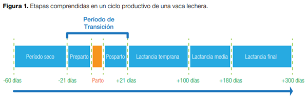 Periodo de Transición en Vacas Lecheras: Salud y Producción