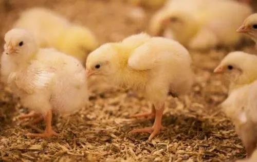 Nutrición para Peso y Uniformidad en Ponedoras