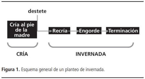 Asignación de Forraje para Recría Bovina