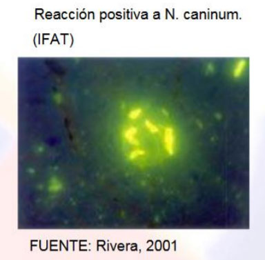 Neospora Caninum Revisi N Engormix