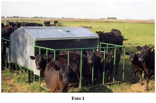 Estrategias de manejo y alimentación en cría vacuna