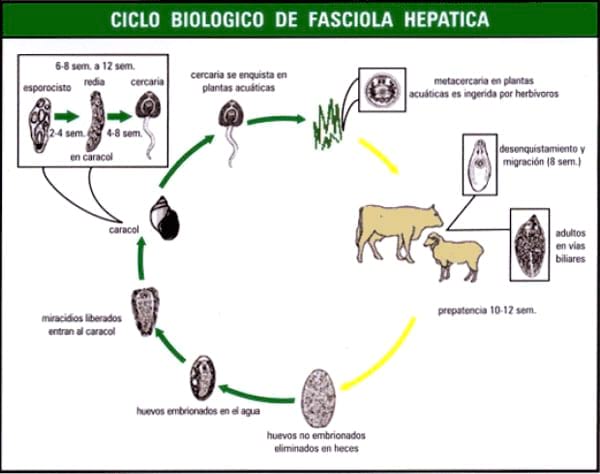 Жизненный цикл fasciola hepatica схема