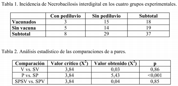 Pediluvio y vacunación para necrobacilosis interdigital en bovinos
