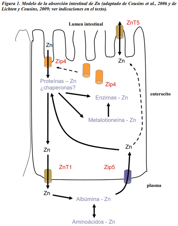 Absorción, metabolismo y homeostasis del zinc