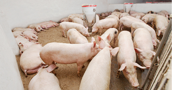 Nutrición En Cerdos Lo Que Debemos Saber De La Etapa De Ceba Engormix 7924