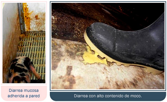 Diarrea mucosa en lechones y contaminación en instalaciones porcina.