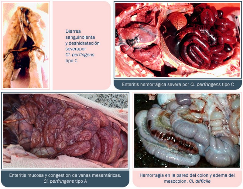 Coccidiosis en lechones: diagnóstico y control parasitario