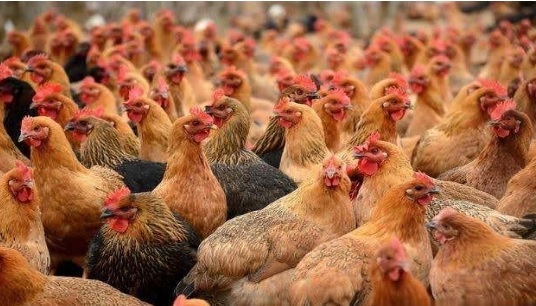 Factores clave en la pigmentación de pollos de engorde