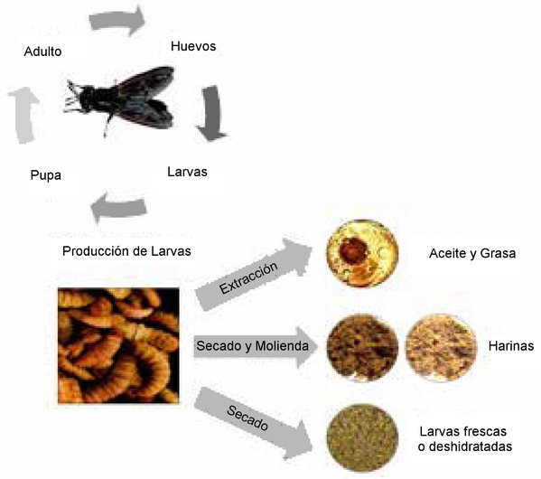 Insectos: son realmente una alternativa para la alimentación de animales y humanos - Image 2