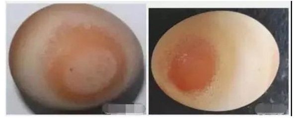 Huevos con exceso de calcio: Causas y manejo
