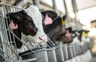 Hormonas y Fertilidad Bovina