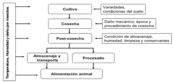 Efectos Patológicos de Micotoxinas