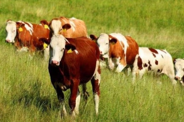 Fórmula de Concentrado para Engorde Bovino