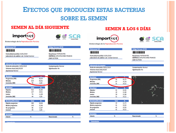Temperatura de dilución: clave en la calidad seminal porcina