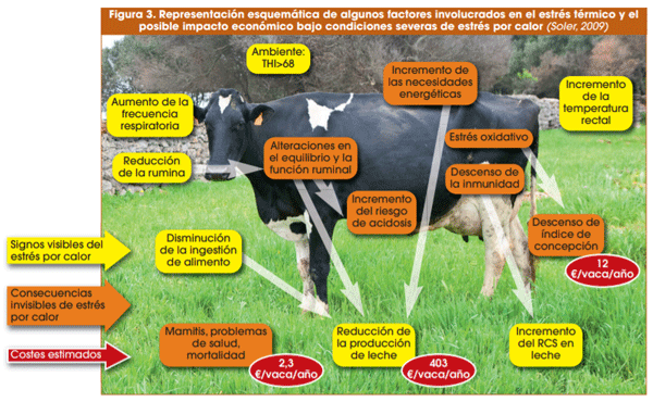 Efecto Del Estrés Calórico En Vacas Lecheras Engormix 1647