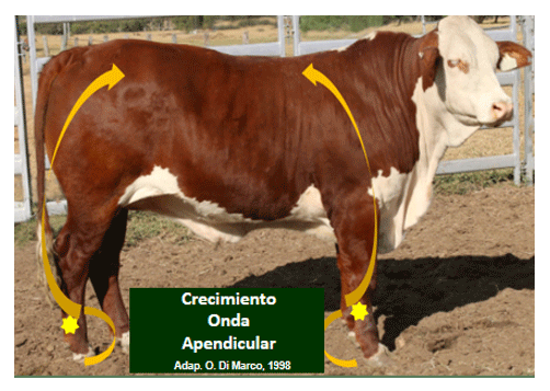 Recría bovina: pilar de la productividad