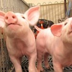Tratamiento y Control de Mycoplasma hyorhinis